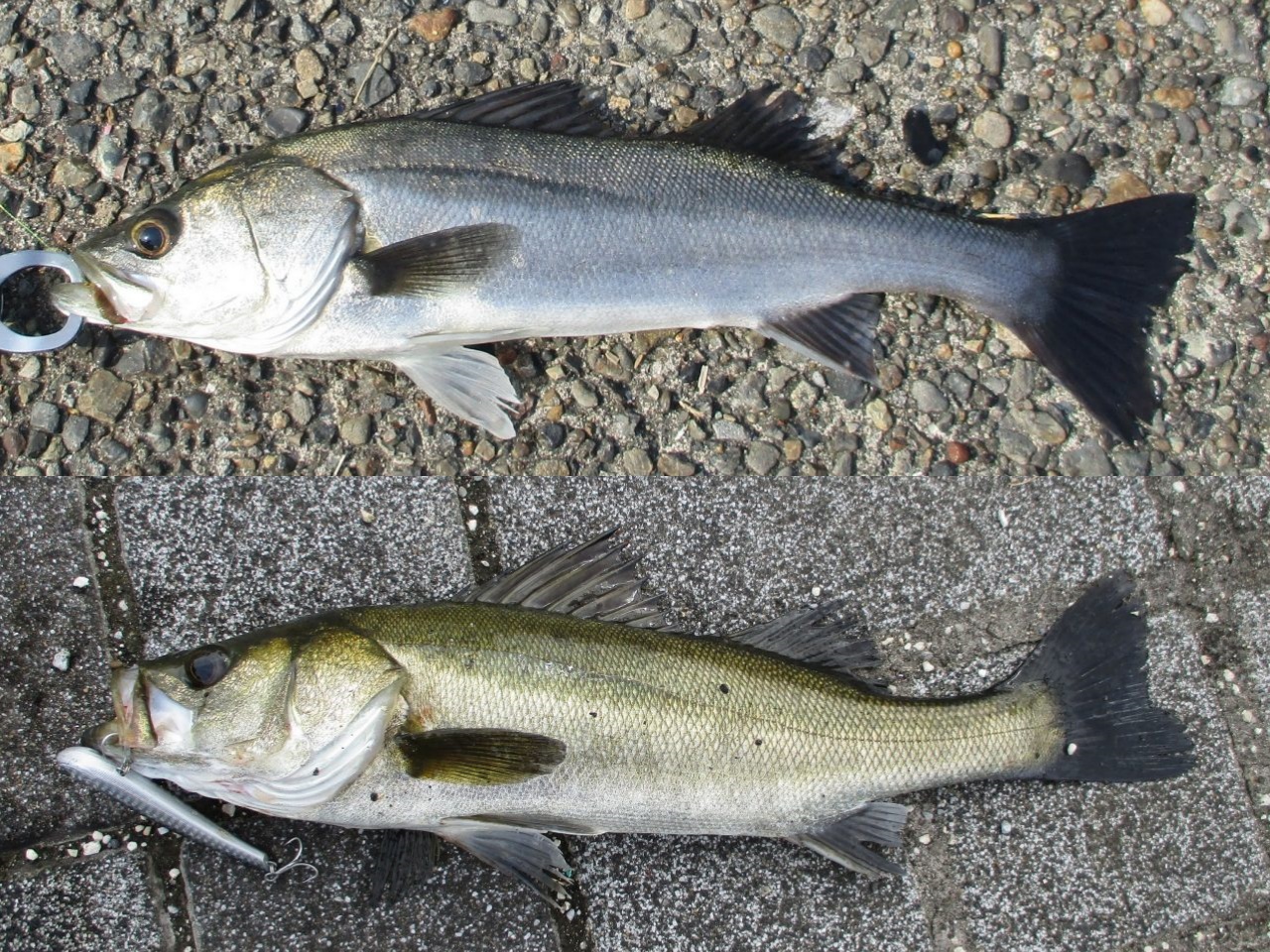 回遊型と居着き型 シーバス釣り スタートガイド